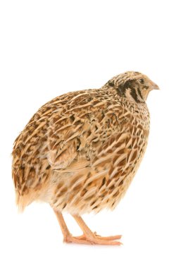 Japon bıldırcın Studio