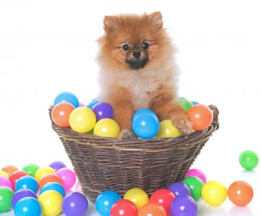 Genç Pomeranya köpeği