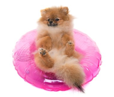 Genç Pomeranya köpeği