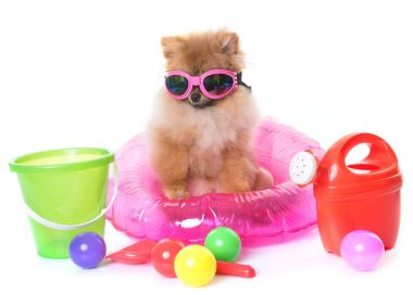 Genç Pomeranya köpeği