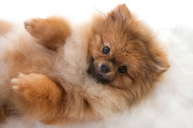 Genç Pomeranya köpeği