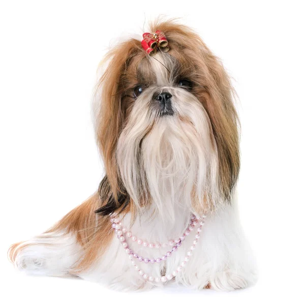 Shihtzu i studio — Stockfoto