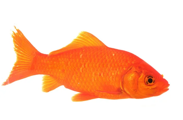 Золотая рыбка в студии — стоковое фото