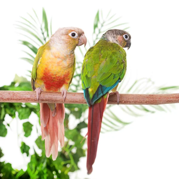 Green policzki parakeet w studio — Zdjęcie stockowe