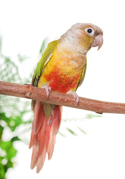 Green-cheeked parakeet in studio — Stock Photo, Image