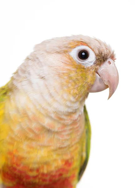 Zelená tvářemi papouška ve studiu — Stock fotografie