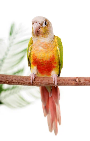 Zelená tvářemi papouška ve studiu — Stock fotografie