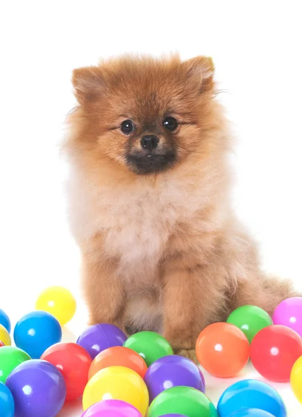 Jovem cão pomerano — Fotografia de Stock