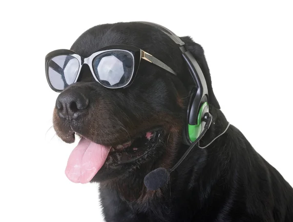 Rottweiler och hörlurar — Stockfoto