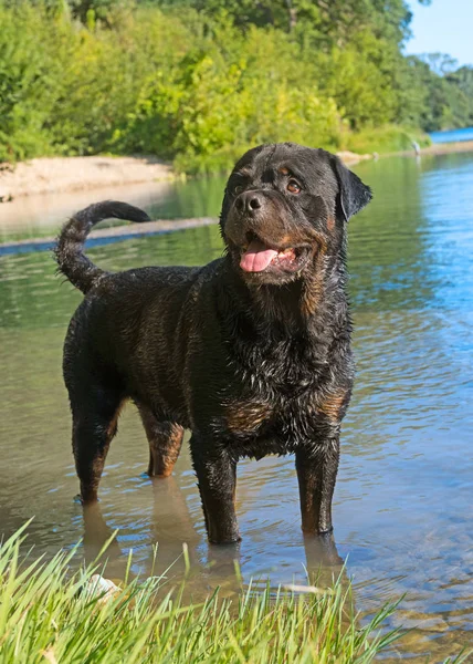 Rottweiler en el río —  Fotos de Stock