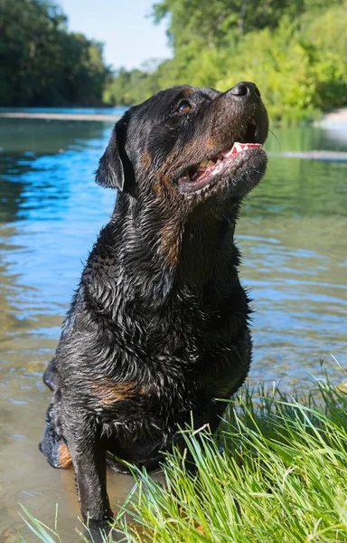 Rottweiler en rivière — Photo