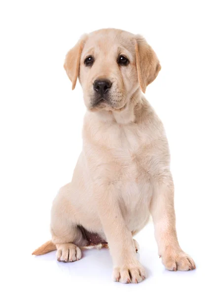 Puppy labrador retriever — Stock Photo, Image