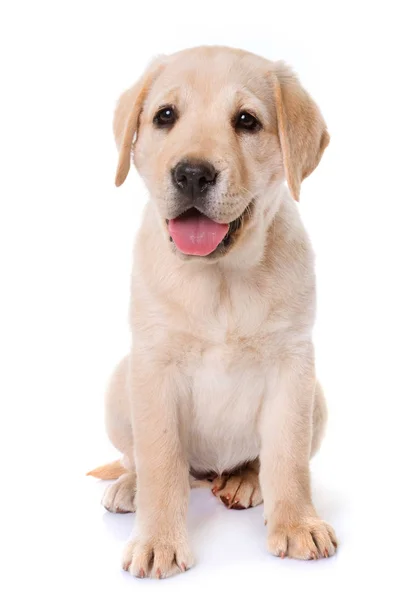 Puppy Labrador retriever — Stockfoto