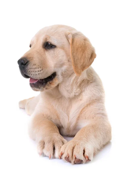 Puppy Labrador retriever — Stockfoto