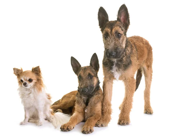 Cachorros pastor belga laekenois y chihuahua —  Fotos de Stock