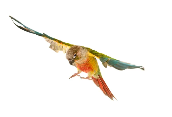Green-cheeked parakeet in studio — Stock Photo, Image