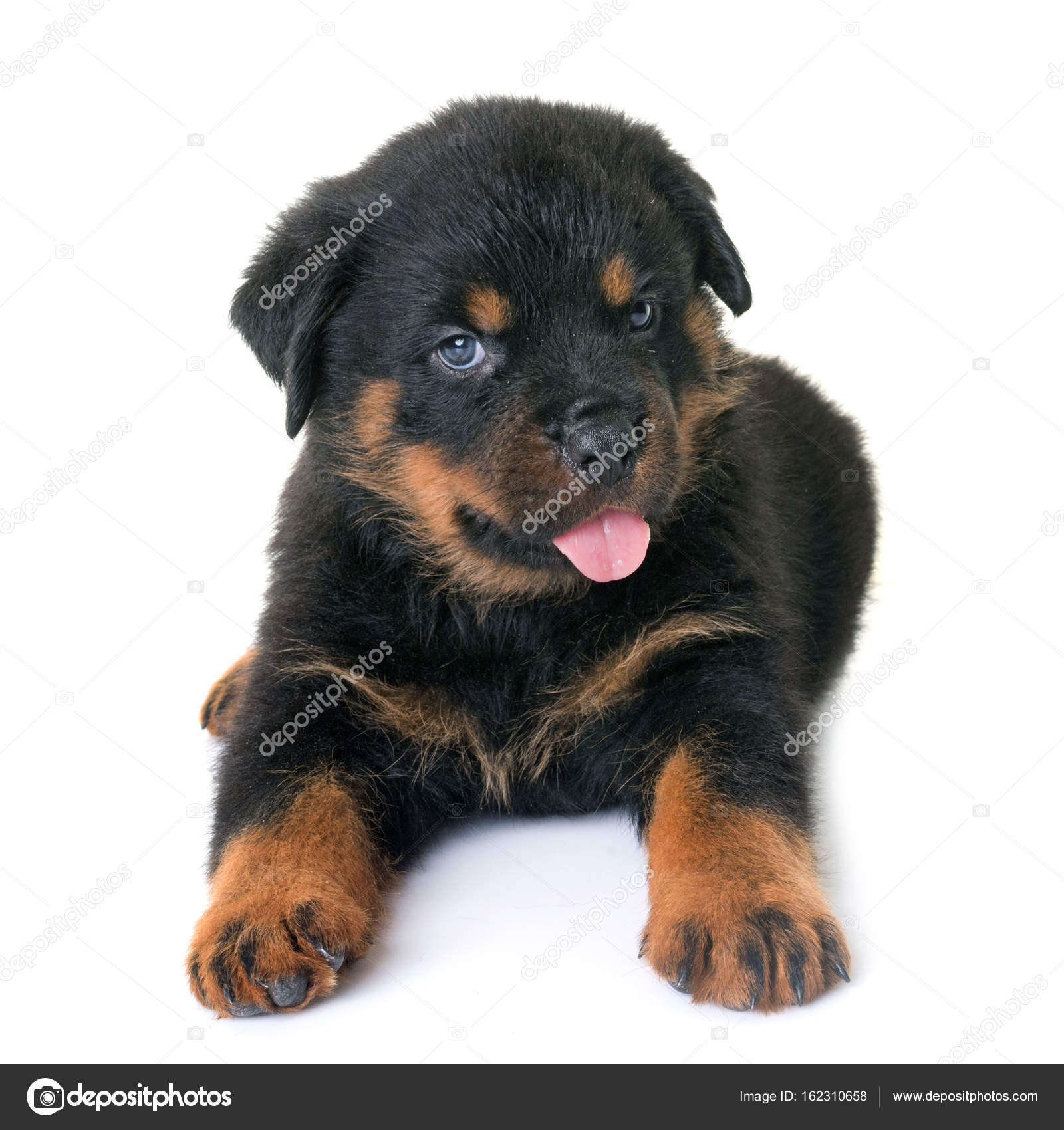 Puppy Rottweiler In Studio Stock Photo C Cynoclub 162310658