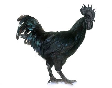 horoz ayam cemani