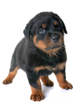 yavru rottweiler Studio