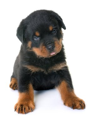 yavru rottweiler Studio