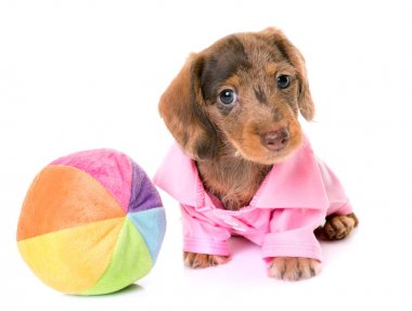 köpek yavrusu Wire-haired Dachshund