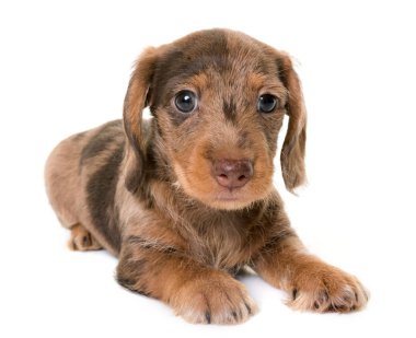 köpek yavrusu Wire-haired Dachshund