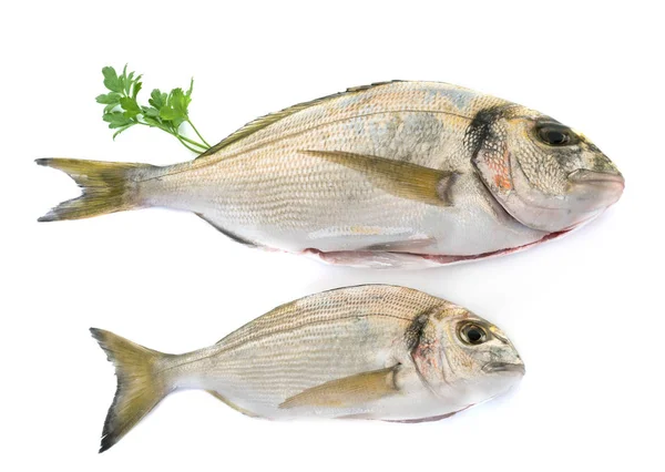 Gilt-cabeça bream no estúdio — Fotografia de Stock