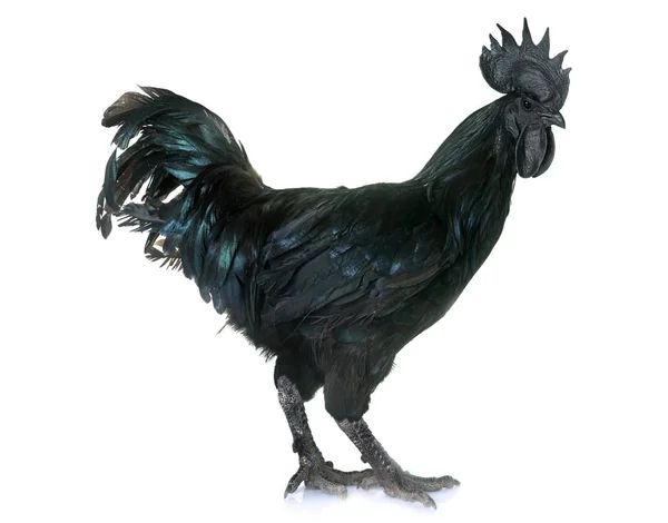 Gallo ayam cemani —  Fotos de Stock