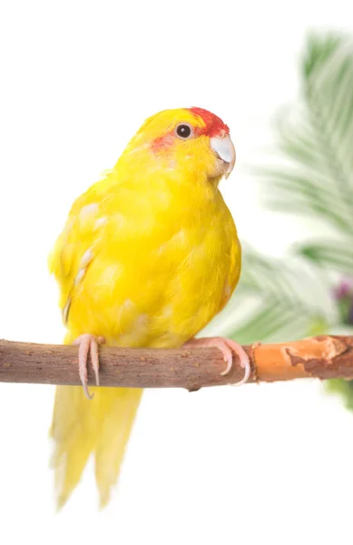 Red-crowned parakeet in studio — Stock Photo, Image