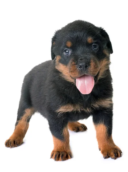 Puppy rottweiler in studio — Stock Photo, Image