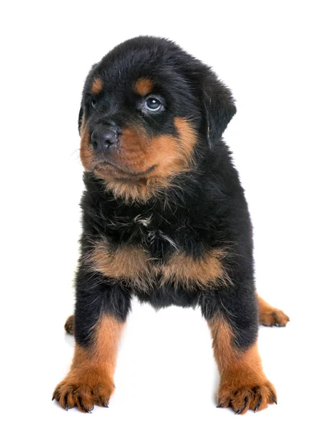 Puppy rottweiler in studio — Stock Photo, Image