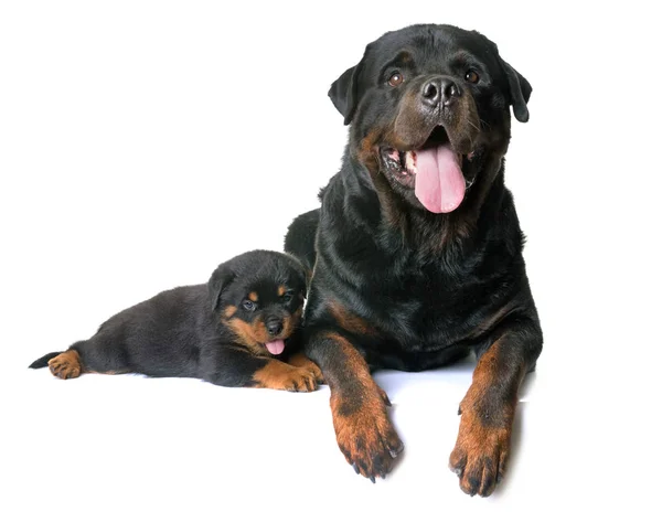 Cachorro e adulto rottweiler — Fotografia de Stock