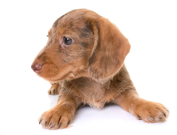 Welpen-Rauhaardackel — Stockfoto