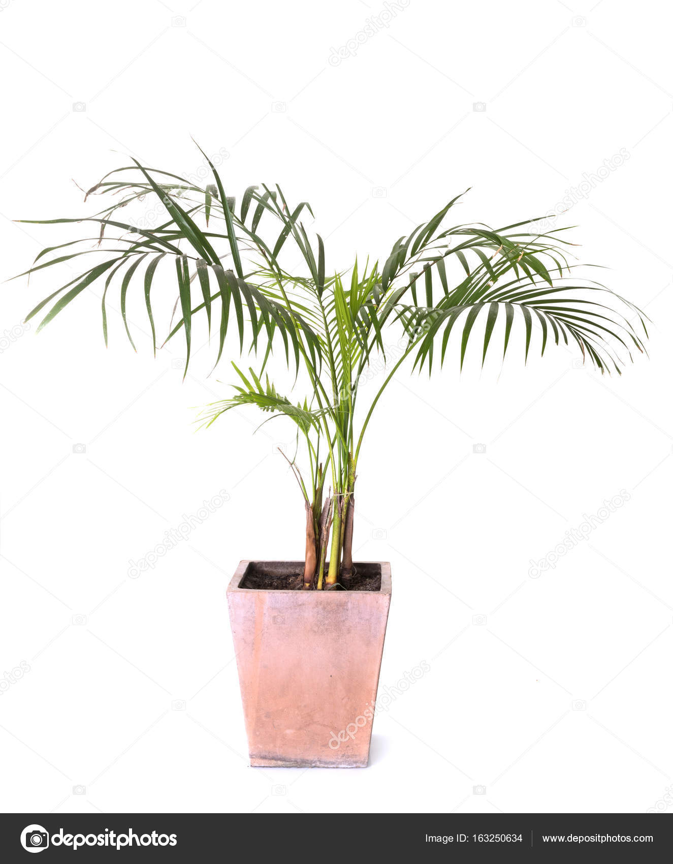 2 669 Areca Palm Stock Photos Images Download Areca Palm Pictures On Depositphotos 2 669 Areca Palm Stock Photos Images Download Areca Palm Pictures On Depositphotos