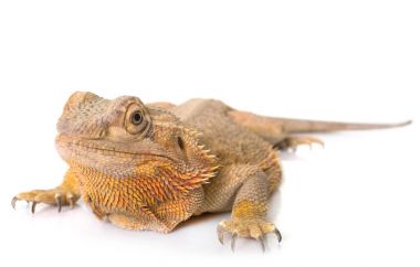 Merkez sakallı Ejder