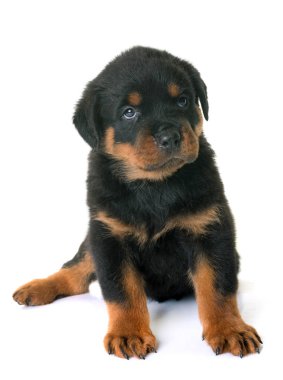 yavru rottweiler Studio