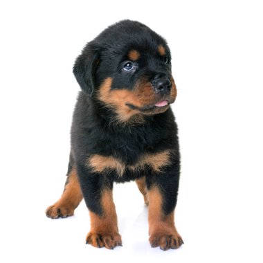 yavru rottweiler Studio