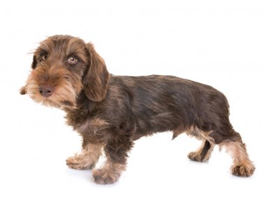 köpek yavrusu Wire-haired Dachshund