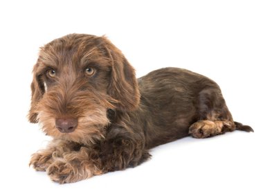 köpek yavrusu Wire-haired Dachshund