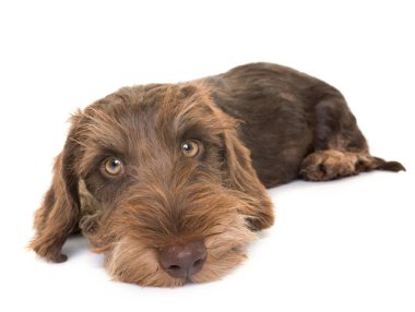 köpek yavrusu Wire-haired Dachshund