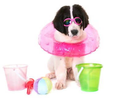 köpek yavrusu landseer Studio