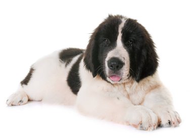 köpek yavrusu landseer Studio