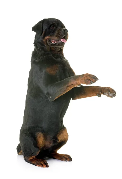 Rottweiler ayakta — Stok fotoğraf