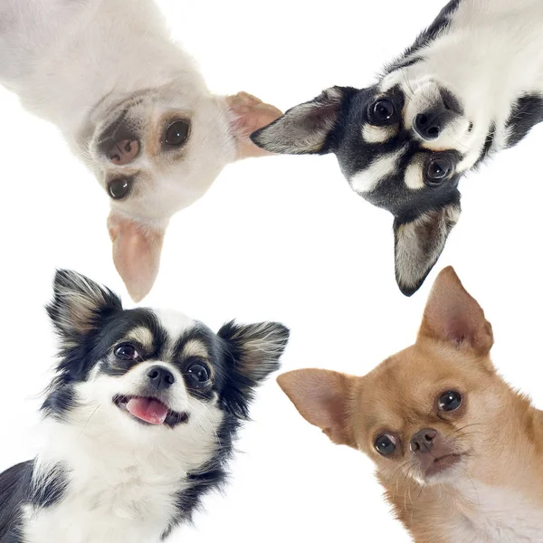Gruppe von Chihuahuas — Stockfoto