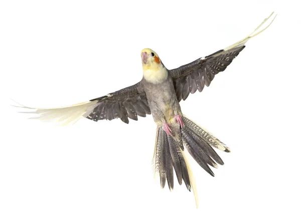 Cockatiel em estúdio — Fotografia de Stock