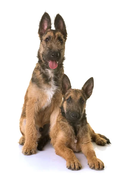 Cachorros pastor belga laekenois — Fotografia de Stock