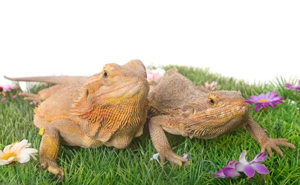 Central bearded dragon — Stock Photo, Image