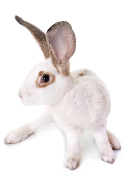Kostkované obří králík — Stock fotografie