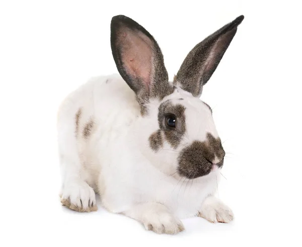 Conejo gigante a cuadros —  Fotos de Stock