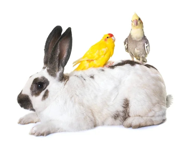 Checkered królik olbrzym i papuga długoogonowa — Zdjęcie stockowe